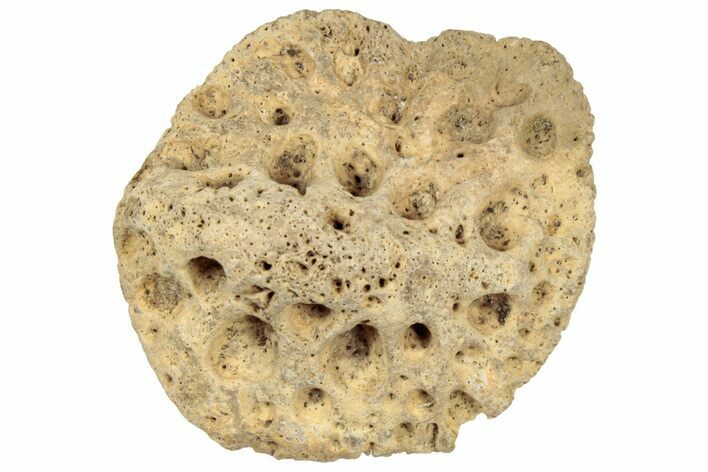 Fossil Alligator Dermal Scute - Florida #308258